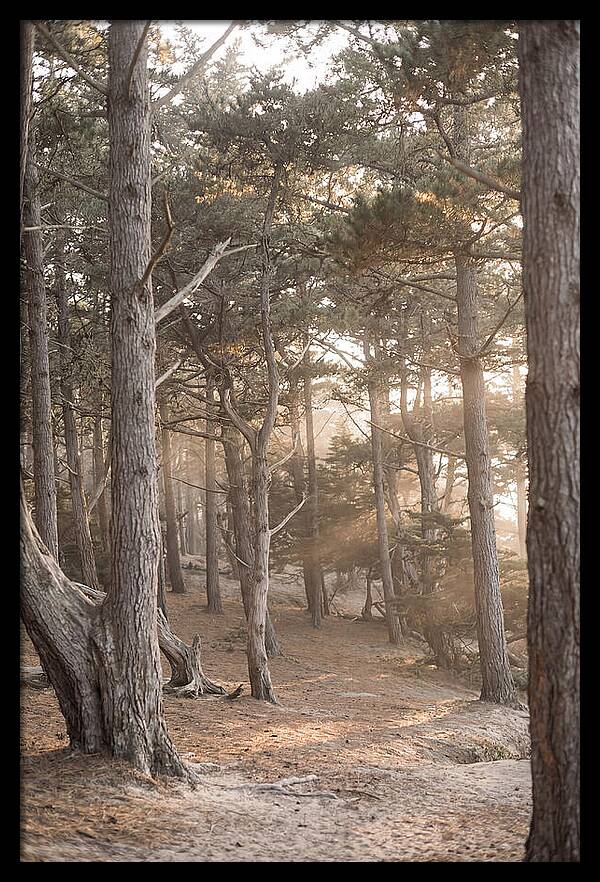 Dense Pine Forest Serenity