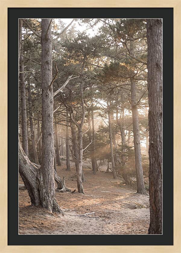 Dense Pine Forest Serenity