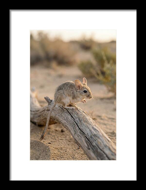Desert Adapted Gerbil