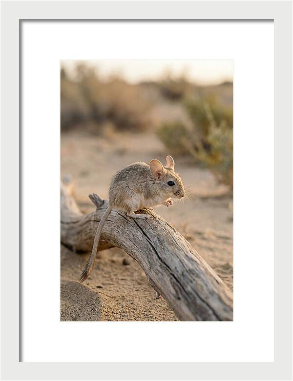 Desert Adapted Gerbil
