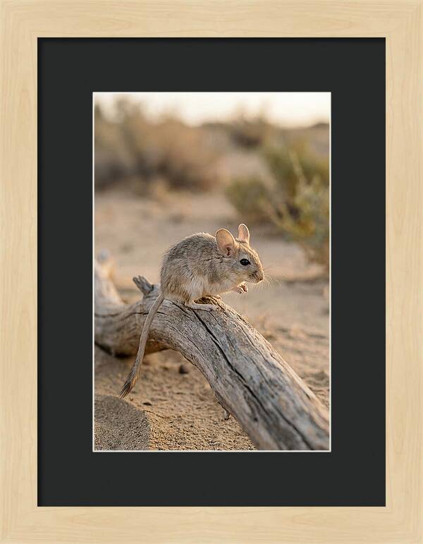 Desert Adapted Gerbil