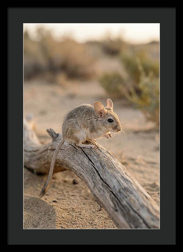 Desert Adapted Gerbil