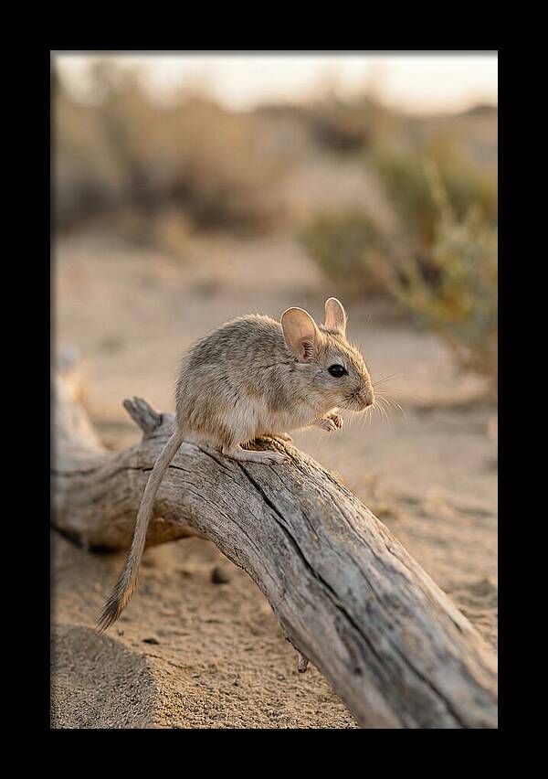 Desert Adapted Gerbil
