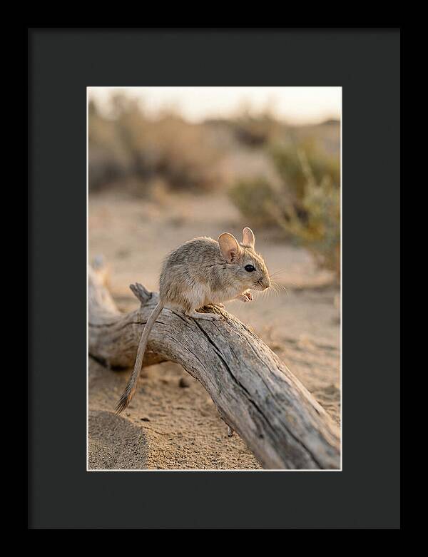 Desert Adapted Gerbil