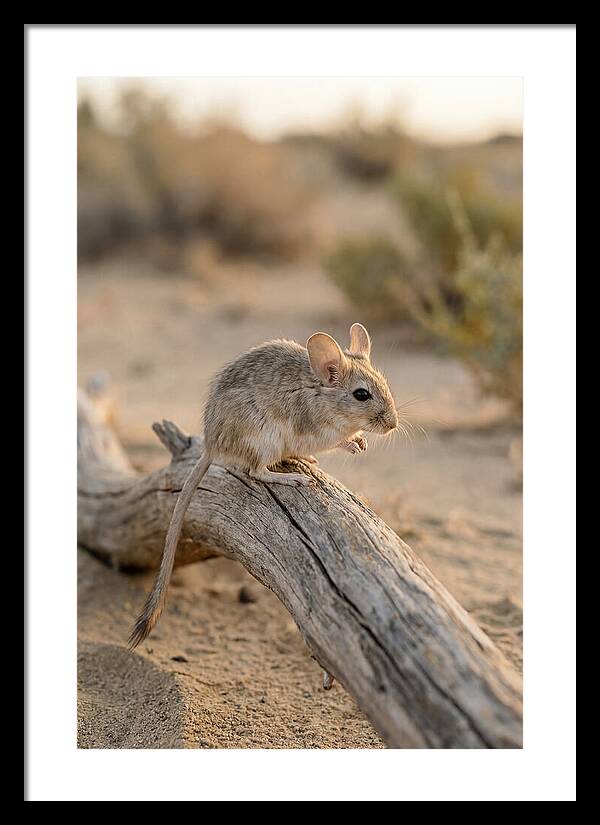 Desert Adapted Gerbil