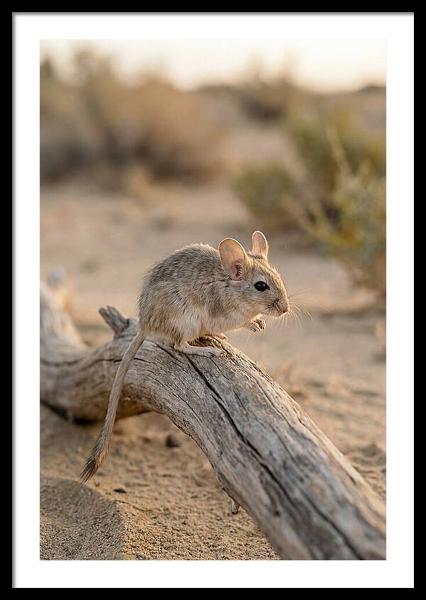 Desert Adapted Gerbil