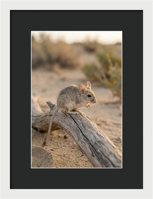 Desert Adapted Gerbil