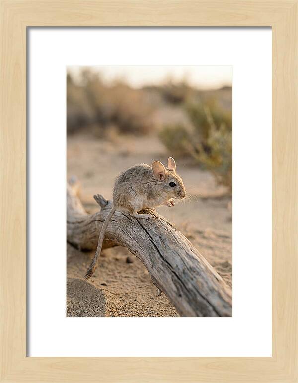 Desert Adapted Gerbil