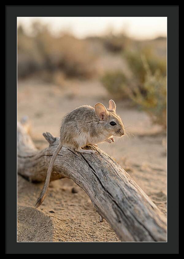 Desert Adapted Gerbil