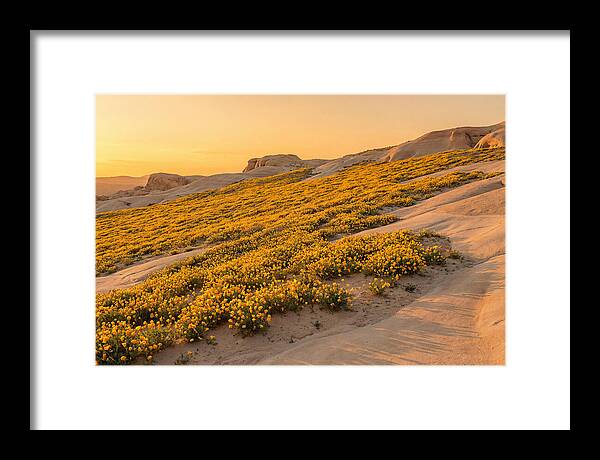 Desert Bloom With Millions Of Golden Poppies