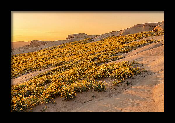 Desert Bloom With Millions Of Golden Poppies
