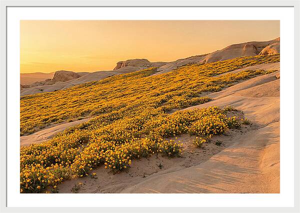 Desert Bloom With Millions Of Golden Poppies