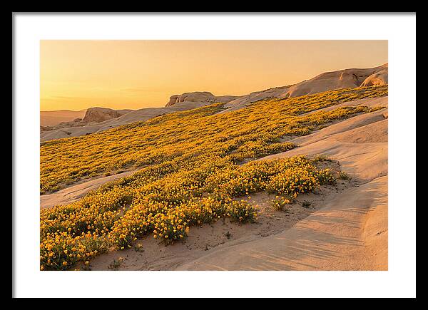 Desert Bloom With Millions Of Golden Poppies