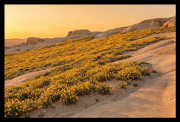 Desert Bloom With Millions Of Golden Poppies