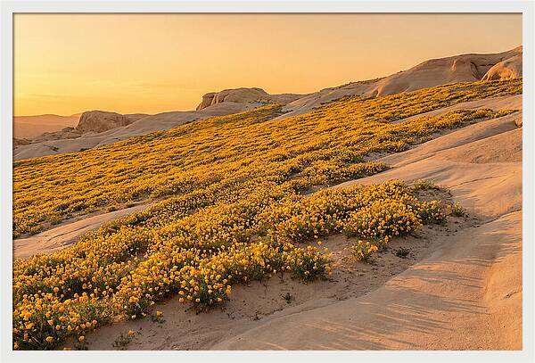 Desert Bloom With Millions Of Golden Poppies