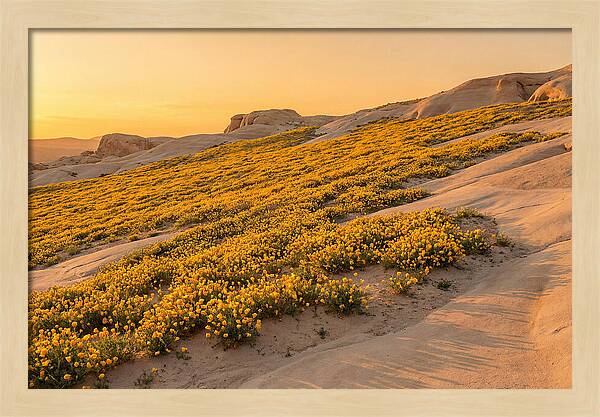 Desert Bloom With Millions Of Golden Poppies