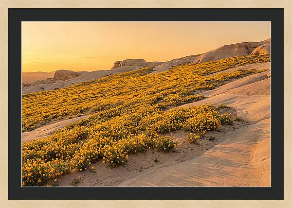 Desert Bloom With Millions Of Golden Poppies