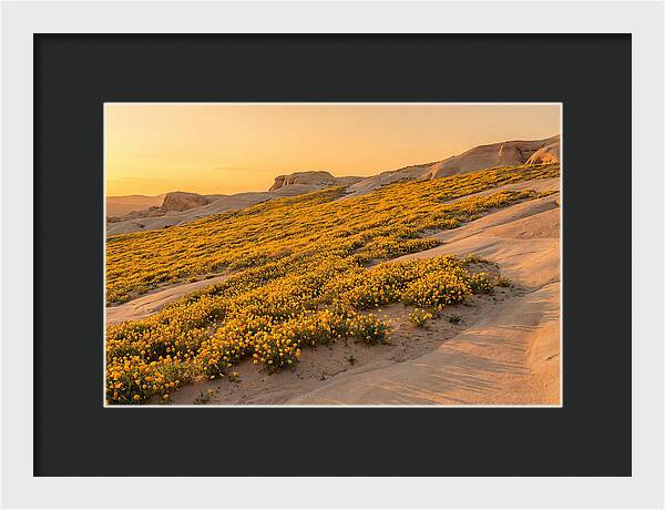 Desert Bloom With Millions Of Golden Poppies