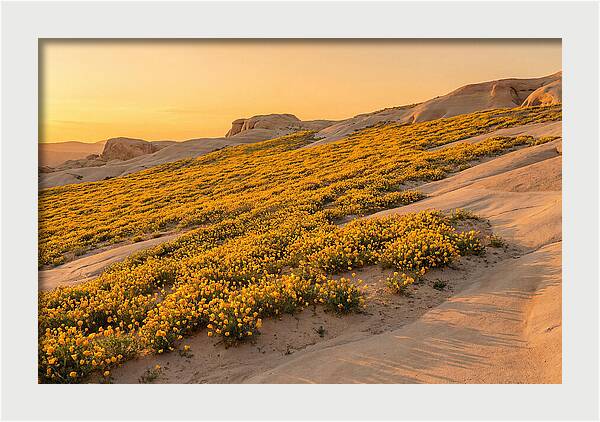 Desert Bloom With Millions Of Golden Poppies