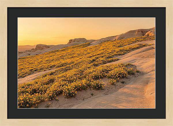 Desert Bloom With Millions Of Golden Poppies