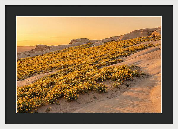 Desert Bloom With Millions Of Golden Poppies