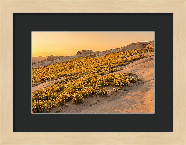 Desert Bloom With Millions Of Golden Poppies