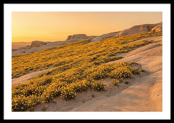 Desert Bloom With Millions Of Golden Poppies