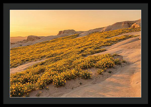 Desert Bloom With Millions Of Golden Poppies