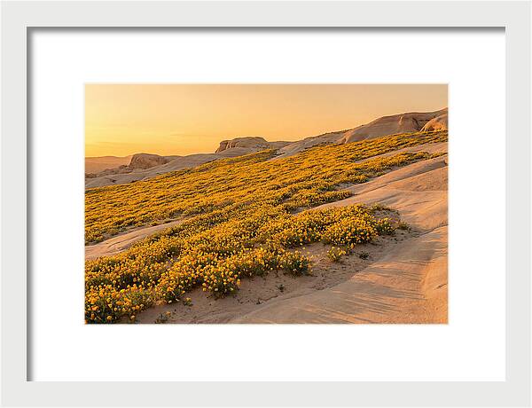 Desert Bloom With Millions Of Golden Poppies
