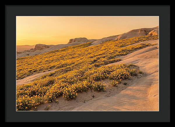 Desert Bloom With Millions Of Golden Poppies