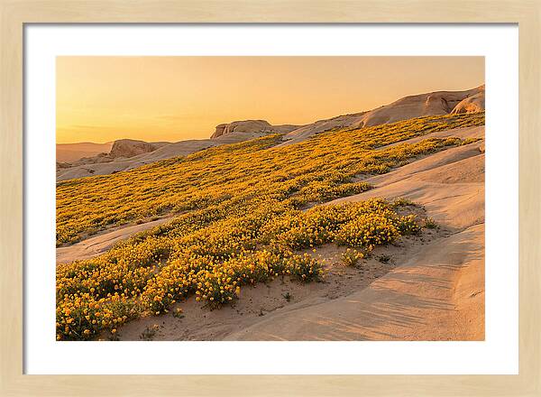 Desert Bloom With Millions Of Golden Poppies