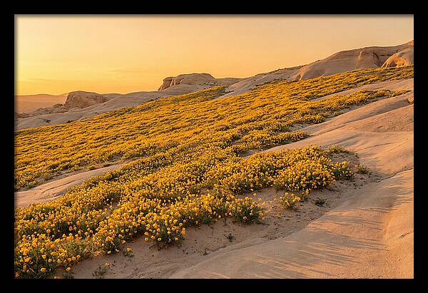 Desert Bloom With Millions Of Golden Poppies
