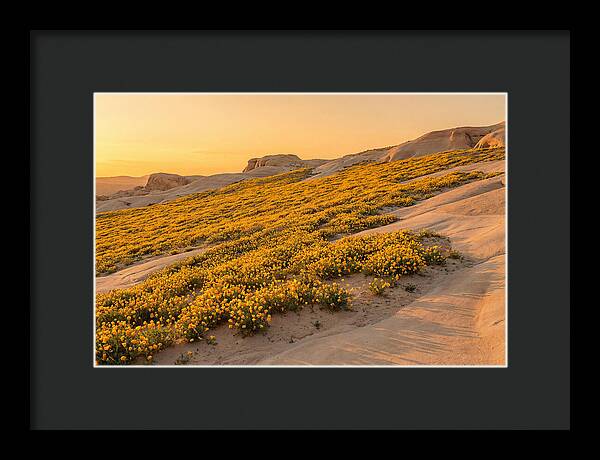 Desert Bloom With Millions Of Golden Poppies