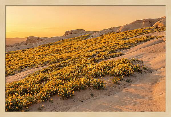 Desert Bloom With Millions Of Golden Poppies