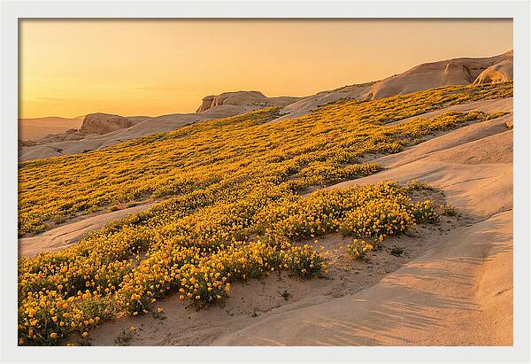 Desert Bloom With Millions Of Golden Poppies