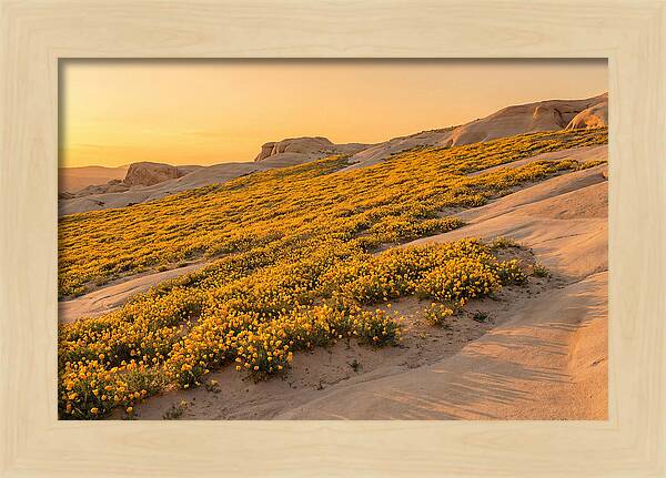 Desert Bloom With Millions Of Golden Poppies