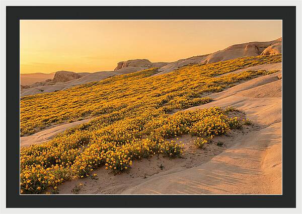 Desert Bloom With Millions Of Golden Poppies