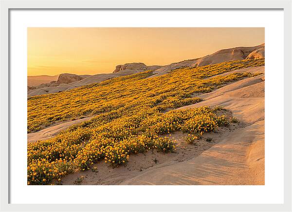 Desert Bloom With Millions Of Golden Poppies