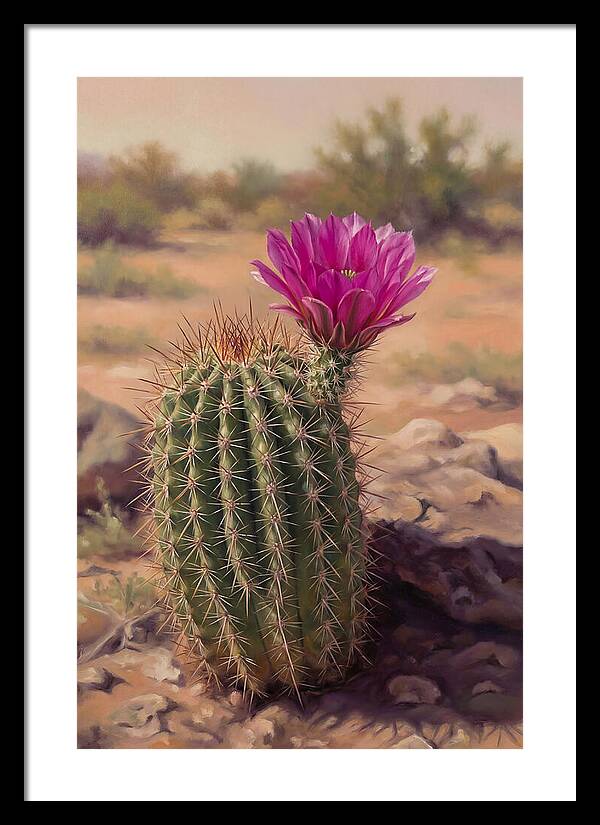 Desert Cactus In Bloom