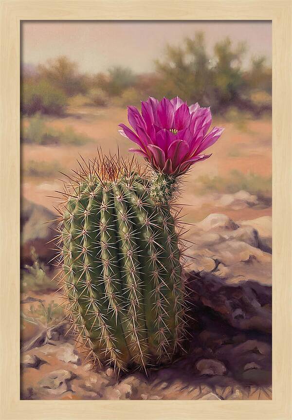 Desert Cactus In Bloom