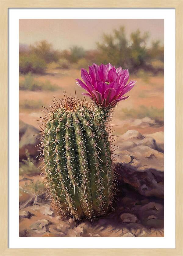 Desert Cactus In Bloom