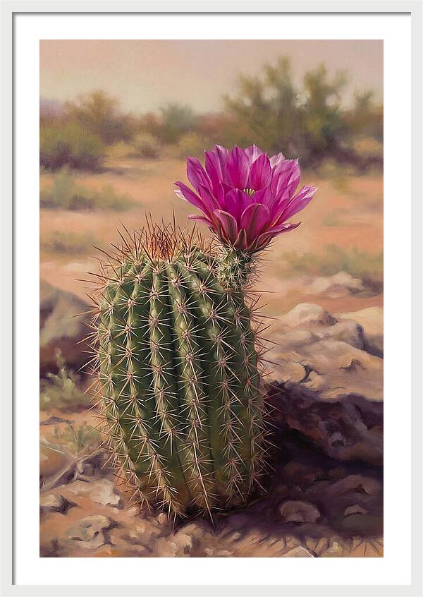 Desert Cactus In Bloom