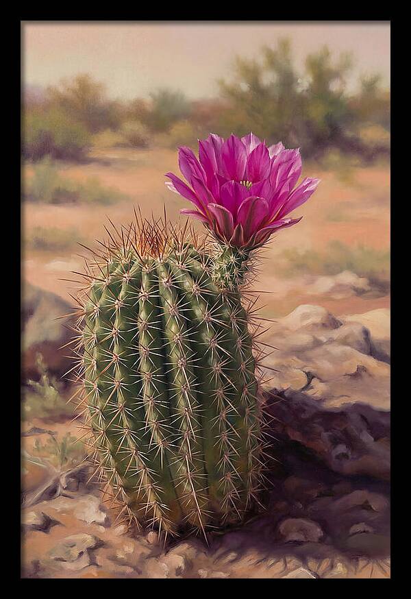 Desert Cactus In Bloom