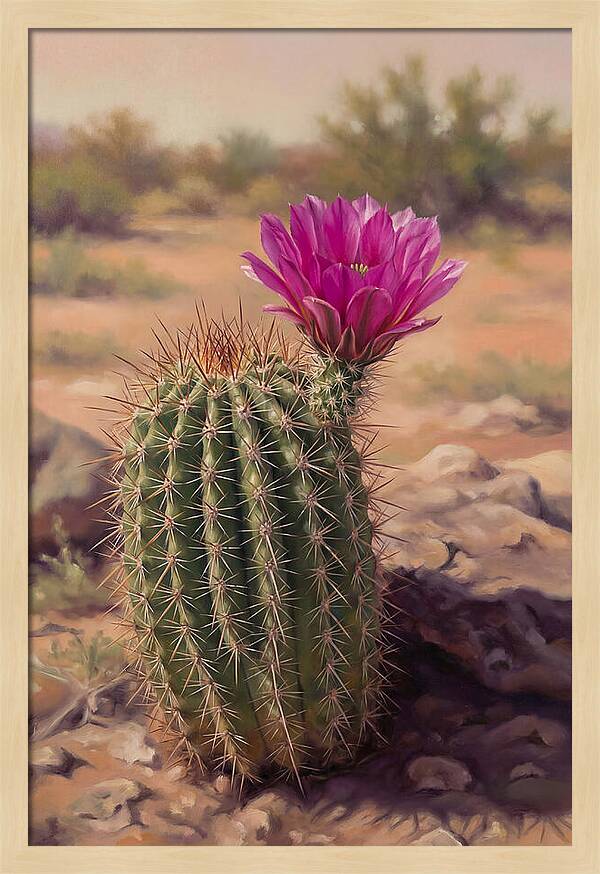 Desert Cactus In Bloom