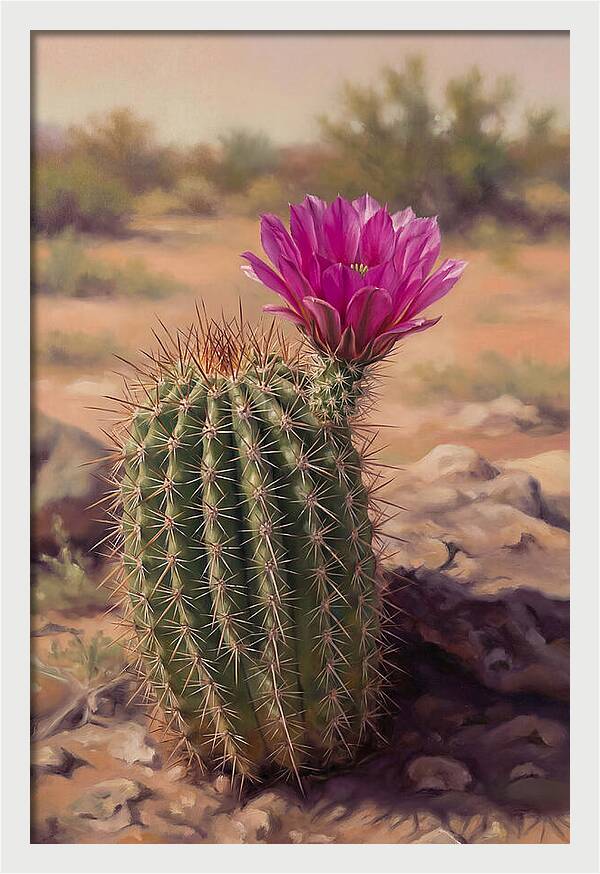 Desert Cactus In Bloom