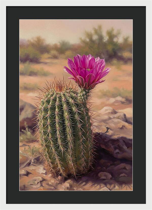Desert Cactus In Bloom