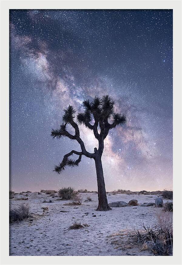 Desert Dreams Under Starry Skies