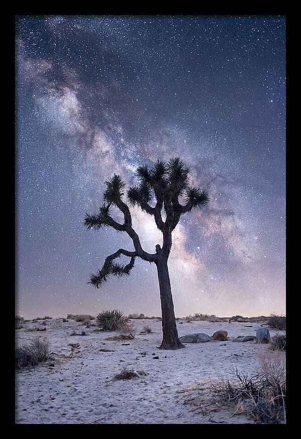 Desert Dreams Under Starry Skies