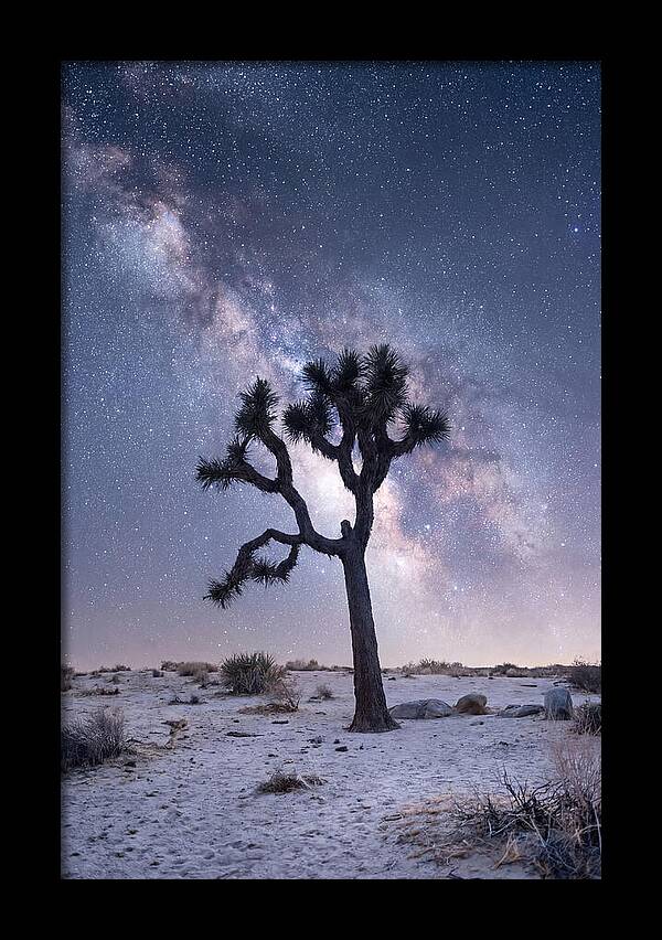 Desert Dreams Under Starry Skies