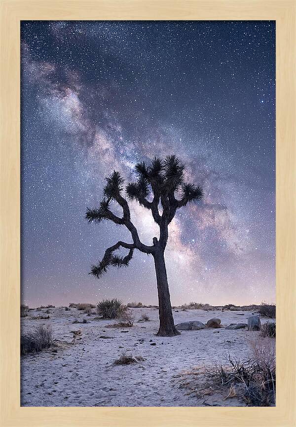 Desert Dreams Under Starry Skies